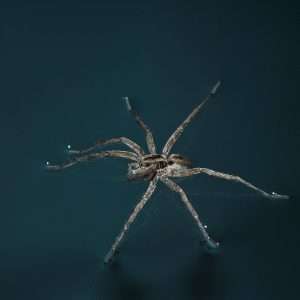 spider, spider on water, insect