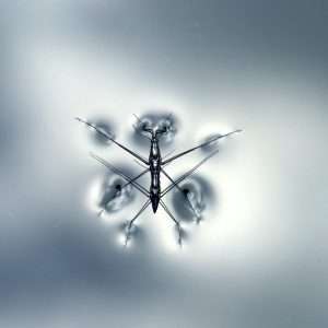 Macro photo of a water strider gracefully gliding on a calm water surface.