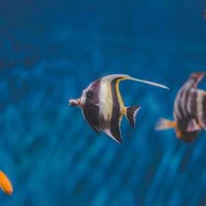 A close-up of vibrant tropical fish swimming in a tranquil underwater scene with clear blue water.