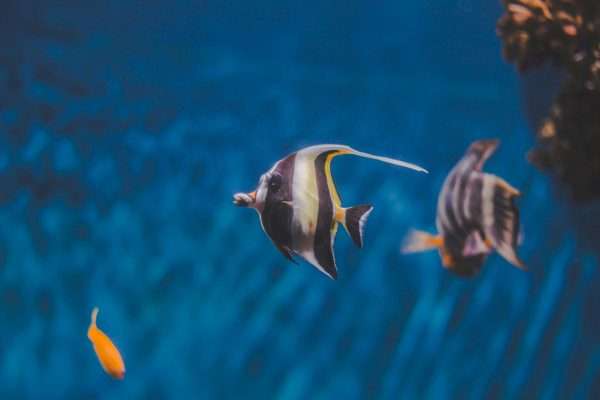 A close-up of vibrant tropical fish swimming in a tranquil underwater scene with clear blue water.