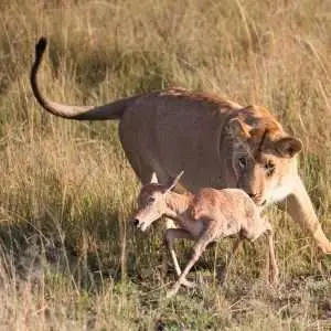 A lioness captures a young antelope in the savanna of Narok County, Kenya.