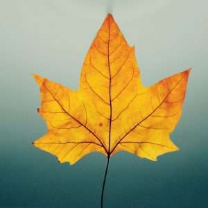 A striking close-up of a vivid autumn maple leaf against a soft gradient background.