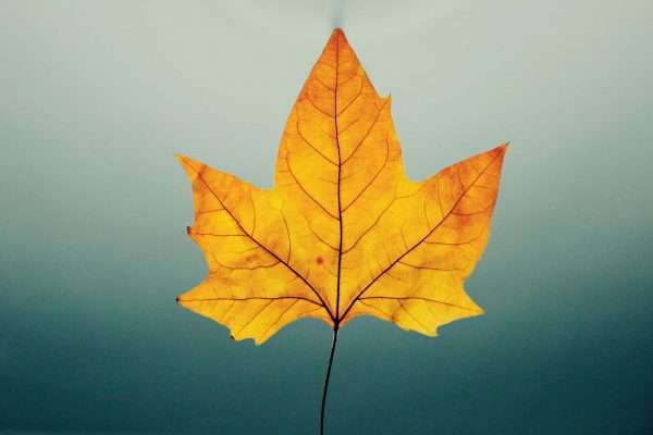 A striking close-up of a vivid autumn maple leaf against a soft gradient background.