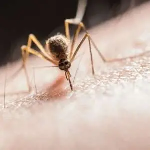 Macro shot capturing a mosquito piercing skin with its proboscis, highlighting its role as a pest.