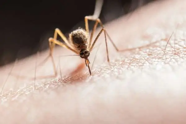 Macro shot capturing a mosquito piercing skin with its proboscis, highlighting its role as a pest.