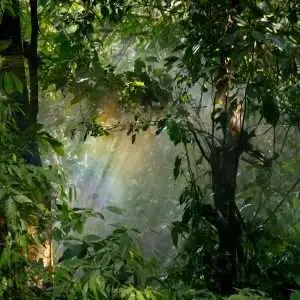 Captivating view of sunlight streaming through lush rainforest leaves, creating a serene natural atmosphere.