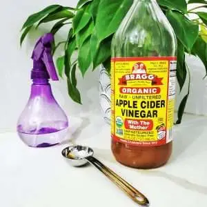 Apple cider vinegar bottle with spray bottle and spoon near an indoor plant.