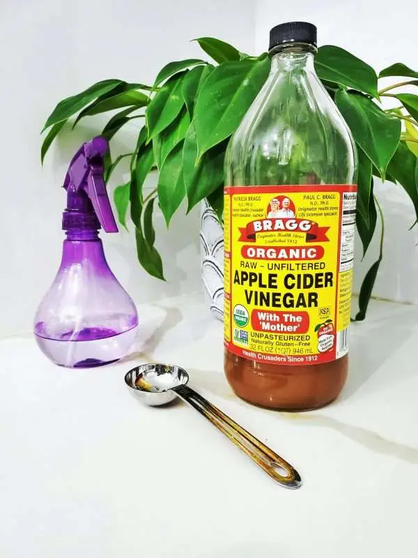 Apple cider vinegar bottle with spray bottle and spoon near an indoor plant.