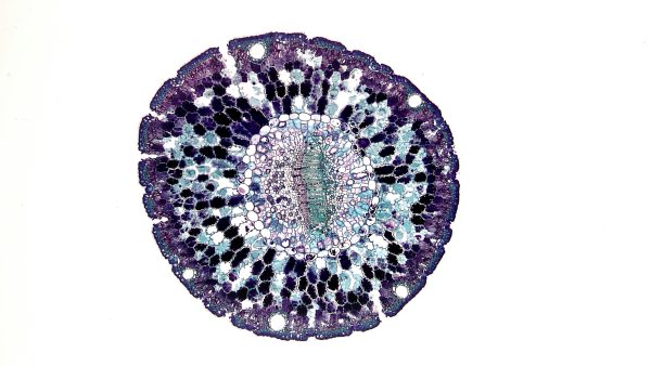 G.C.E A/L Biology (English medium)-Notes